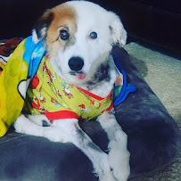 Animalia Mobile Vet Tech Services - Photo 6 - Car repair in , San Diego
