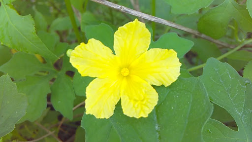 Park «Alafia River State Park», reviews and photos, 14326 S County Rd 39, Lithia, FL 33547, USA