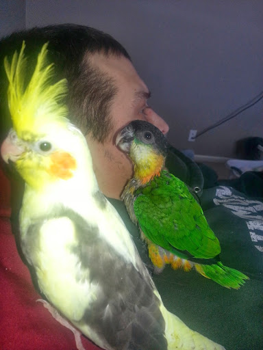 Jacquie's Parrot Place