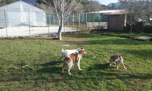 Pensioni per cani e dog hotel a Pensione per cani Dacia azienda agricola Dacia di Beani Gabriele
