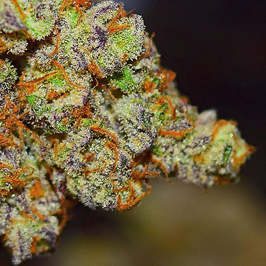 Homeopathic Pharmacy «Kind Pain Management Inc.», reviews and photos, 2636 Youngfield St, Lakewood, CO 80215, USA