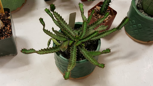 Botanical Garden «Zilker Botanical Garden», reviews and photos, 2220 Barton Springs Rd, Austin, TX 78746, USA