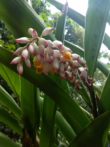 Cultivo de orquídeas Tuxtla Gutiérrez
