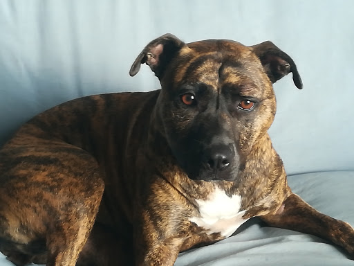 Consultorio Veterinario Trullas en Alginet
