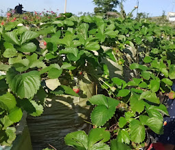 Strawberry Hill Krincing photo