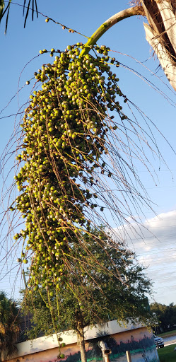 Nature Preserve «Mobbly Bayou Wilderness Preserve», reviews and photos, 423 Lafayette Blvd, Oldsmar, FL 34677, USA