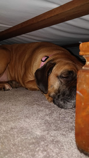 Pet Store «Pet Valu», reviews and photos, 511 S Oxford Valley Rd, Fairless Hills, PA 19030, USA