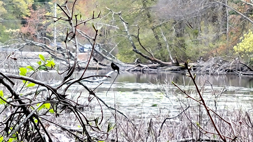 Park «Russell Mill Pond and Town Forest», reviews and photos, 105 Mill Rd, Chelmsford, MA 01824, USA