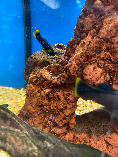 Pet Supply Store «Petco Animal Supplies», reviews and photos, 4167 Cheshire Station Plaza, Dale City, VA 22193, USA