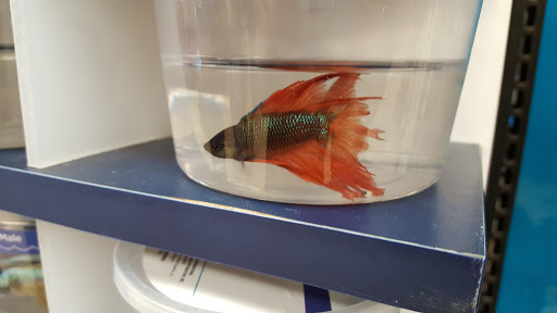 Pet Supply Store «Petco Animal Supplies», reviews and photos, 1265 Sergeant Jon Stiles Dr f, Highlands Ranch, CO 80129, USA