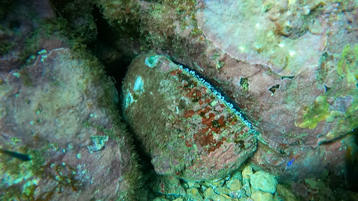 PCH Scuba image