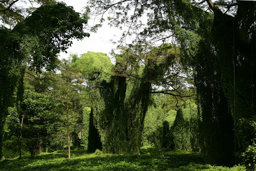 Bosque de La Habana