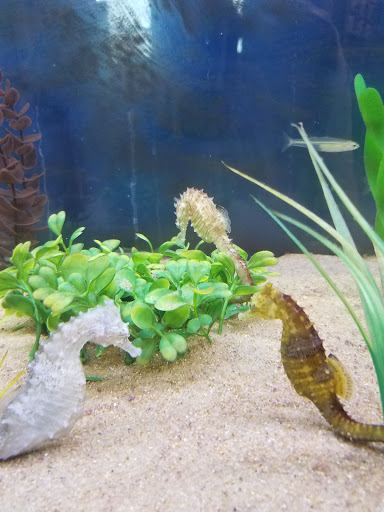 Aquarium «The Aquarium at Rockport Harbor, Inc.», reviews and photos, 706 Navigation Cir, Rockport, TX 78382, USA