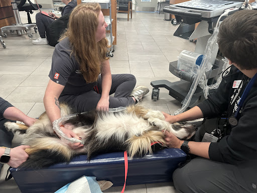 Veterinary Emergency Group image
