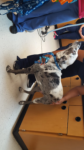 Pet Supply Store «PetSmart», reviews and photos, 290 S Broadway, Salem, NH 03079, USA