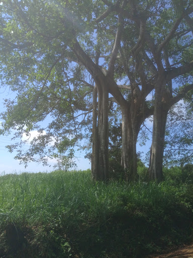 Cây đa cổ thụ