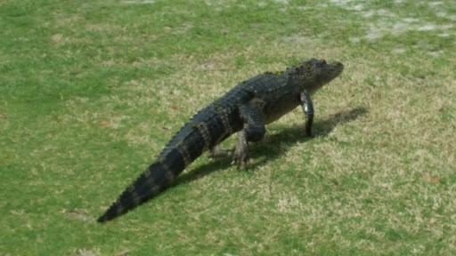 Golf Club «Silver Dollar Golf & Trap Club», reviews and photos, 12711 Silver Dollar Dr, Odessa, FL 33556, USA