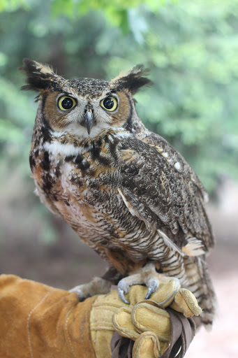 Zoo «Cosley Zoo», reviews and photos, 1356 N Gary Ave, Wheaton, IL 60187, USA