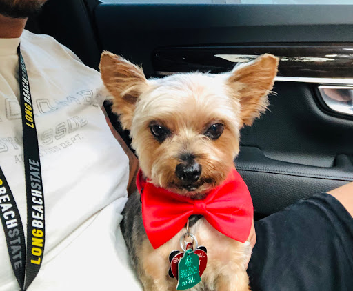 Pet Supply Store «PetSmart», reviews and photos, 2140 17th St, Santa Ana, CA 92705, USA