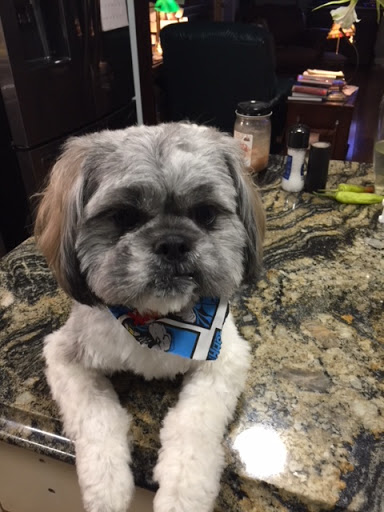 Pet Groomer «The Groom Room», reviews and photos, 1180 Long Hollow Pike, Gallatin, TN 37066, USA