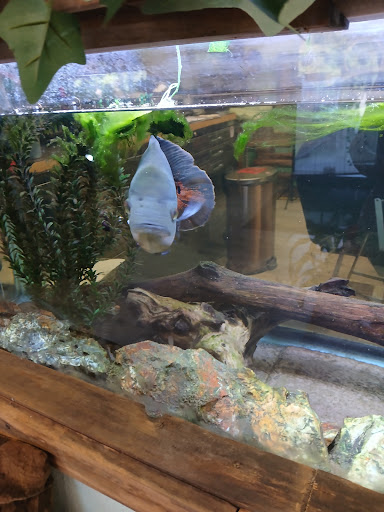 Explore foot tattoo cover up ideas, creative tattoo ideas in Warren, available at THE JUNGLE Body Art Studio