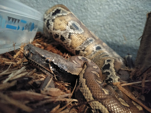 Pet Store «Critter Castle», reviews and photos, 1461 Boiling Springs Rd, Spartanburg, SC 29303, USA