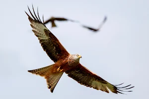 Red Kite Feeding Station - Gigrin Farm - Rhayader Mid Wales image