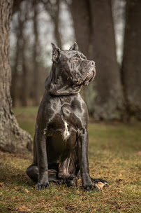 Joshua Ives | Visual Storytelling - Photo 6 - Car repair in , Utica