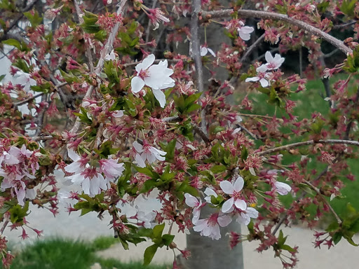 Cheap Tobacco and Vape, 17008 Madison Ave, Lakewood, OH 44107, USA, 