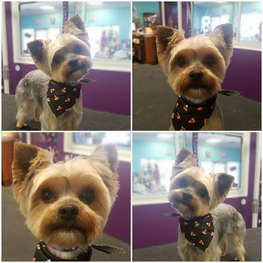 Pet Groomer «Shaggy Paws Spa, LLC.», reviews and photos, 6215 Chesapeake Cir Suite E, New Kent, VA 23124, USA