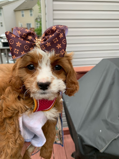 Pet Store «AA Ridgewood Kennels II», reviews and photos, 5401 Lincoln Hwy, Gap, PA 17527, USA