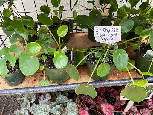 Florist «Plant Safari», reviews and photos, 653 N Central Ave, Upland, CA 91786, USA