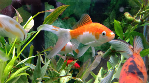 Pet Supply Store «Petco Animal Supplies», reviews and photos, 3066 US-34, Oswego, IL 60543, USA