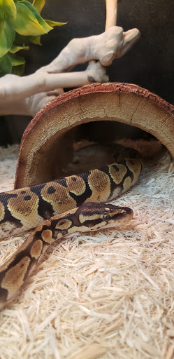 Pet Supply Store «PetSmart», reviews and photos, 225 NW Commons Loop, Lake City, FL 32055, USA