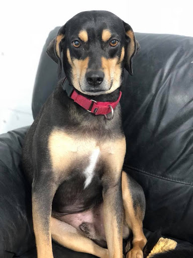 Day Care Center «Palm Beach Paw Spa», reviews and photos, 715 Commerce Way W, Jupiter, FL 33458, USA