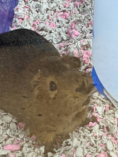 Pet Supply Store «Petco Animal Supplies», reviews and photos, 680 Downingtown Pike, West Chester, PA 19380, USA