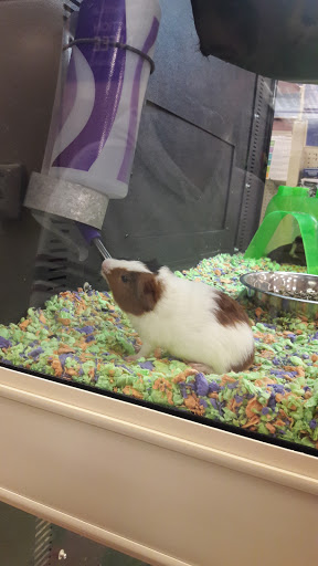 Pet Supply Store «PetSmart», reviews and photos, 2525 W Wheatland Rd, Dallas, TX 75237, USA