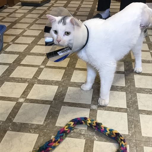 Canton Veterinary Clinc- Palmyra