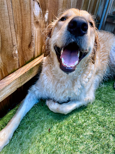 Pet Store «Bark Life Market», reviews and photos, 11220 Park Blvd N, Seminole, FL 33772, USA