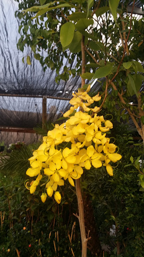 Vivero La Orquidea