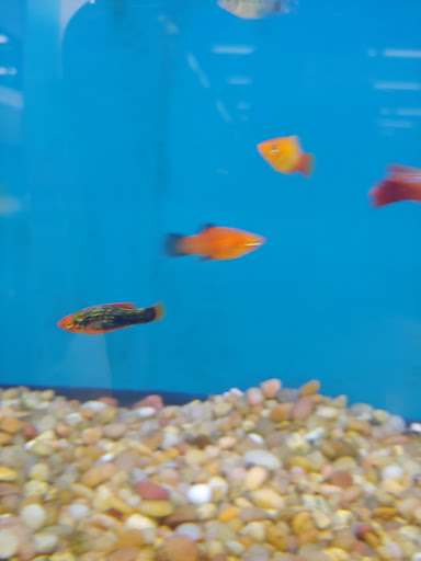 Pet Supply Store «Pet Supplies Plus», reviews and photos, 14839 Detroit Ave, Lakewood, OH 44107, USA