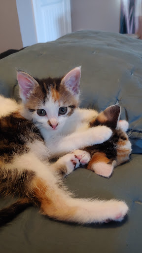 Pet Supply Store «PetSmart», reviews and photos, 2525 W Wheatland Rd, Dallas, TX 75237, USA