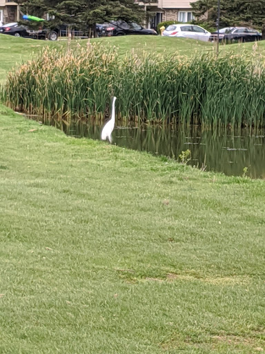 Golf Club «Fern Hill Golf Club», reviews and photos, 17600 Clinton River Rd, Charter Twp of Clinton, MI 48038, USA