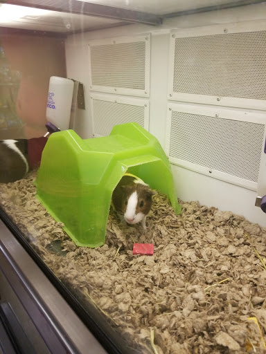 Pet Supply Store «Petco Animal Supplies», reviews and photos, 1141 Wantagh Ave, Wantagh, NY 11793, USA