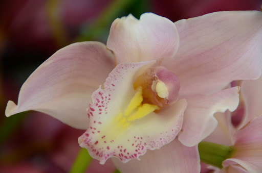 Florist «Royal Petals», reviews and photos, 188 E Wend St, Lemont, IL 60439, USA