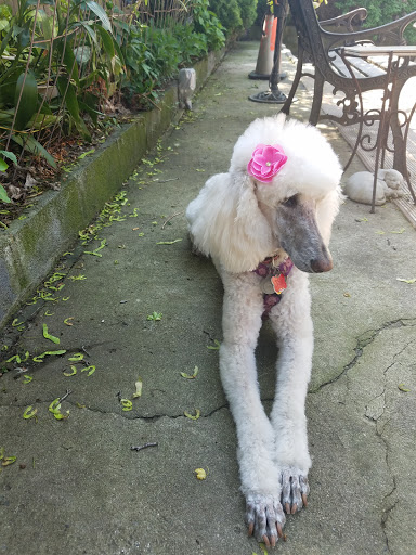 Pet Store «Rainbow Pet Supplies», reviews and photos, 3940 58th St, Woodside, NY 11377, USA