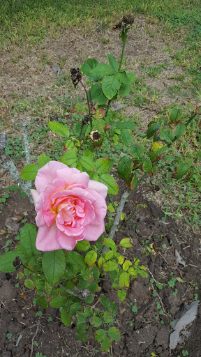 Country Club «Rancho Viejo Resort & Country Club», reviews and photos, 1 Rancho Viejo Dr, Rancho Viejo, TX 78575, USA