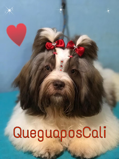 Peluquería Canina QueguaposCali