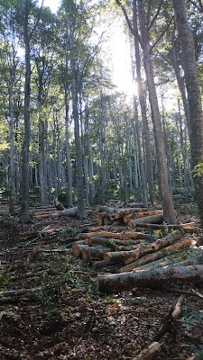 Comptoir Forestier du Massif Central à Montregard