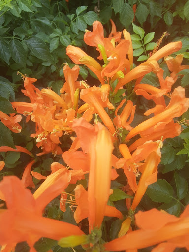 Grocery Store «H-E-B Grocery», reviews and photos, 1655 TX-46, New Braunfels, TX 78130, USA